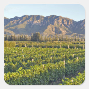 Sticker Carré vignes de Cabernet Sauvignon à Huailai Rongchen 2