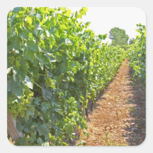Sticker Carré Vignes formées haut sur des fils soutenus par