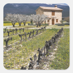 Sticker Carré Vignoble en sommeil, fleurs de fruit, maison en pi