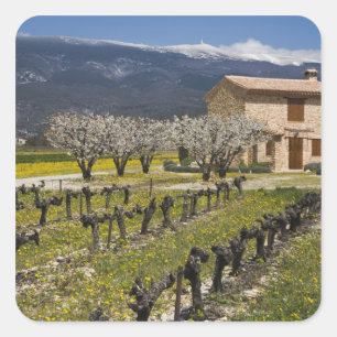 Sticker Carré Vignoble en sommeil, fleurs de fruits, maison en p