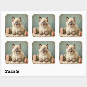 Sticker Carré Vintage Mignonne Ragdoll Kitten Fleurs Portrait do