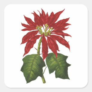 Sticker Carré Vintage Noël, Rouge Poinsettia Plante d'hiver