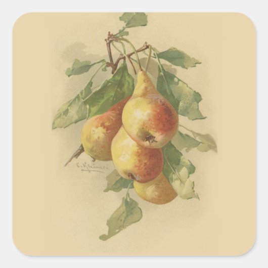 Sticker Carré Vintage pears (Devant)