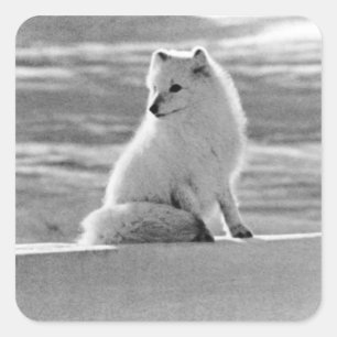 Sticker Carré Vintage USA Alaska Arctic fox 1970