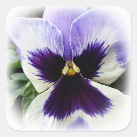 Sticker Carré violet profond sur blanc (Devant)