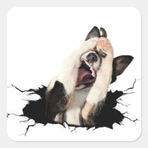 visage de chien de Fanny