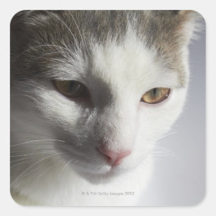 Sticker Carré Visage d'un chat