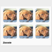 Sticker Carré Vizslay Puppy Resting On Its Paw (Feuille)