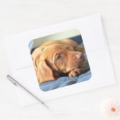 Sticker Carré Vizslay Puppy Resting On Its Paw (Enveloppe)