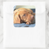 Sticker Carré Vizslay Puppy Resting On Its Paw (Sac)