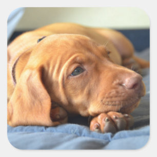 Sticker Carré Vizslay Puppy Resting On Its Paw