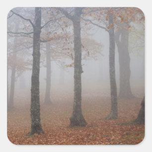Sticker Carré Vue automnale d'une forêt brumeuse, Grand-père