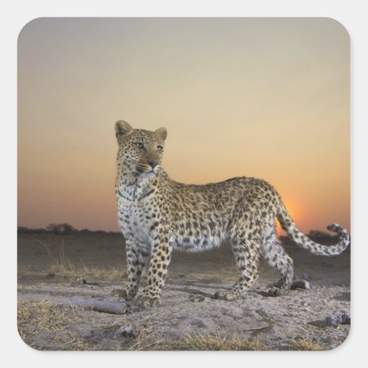 Sticker Carré Vue complète du Leopard (Panthera pardus) (Devant)