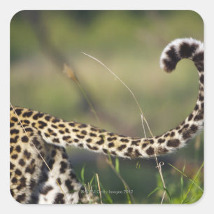 Sticker Carré Vue de la queue de léopards (Panthera pardus),