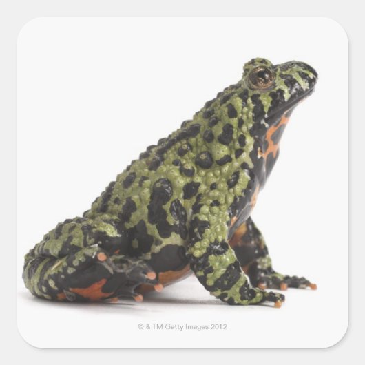 Sticker Carré Vue latérale d'un crapaud Oriental Bellied Fire (Devant)
