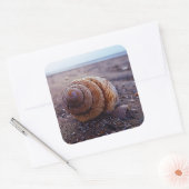 Sticker Carré Vue Macro D'Une Coquille Spirale (Enveloppe)
