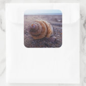Sticker Carré Vue Macro D'Une Coquille Spirale (Sac)