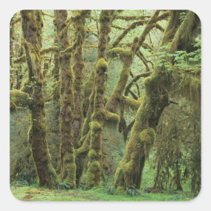 Sticker Carré WA, parc national Olympique, forêt pluviale Hoh, H