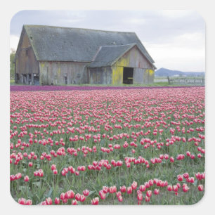 Sticker Carré WA, vallée de Skagit, champ de tulipes et grange