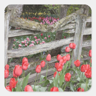 Sticker Carré WA, vallée de Skagit, jardin de tulipes Roozengaar