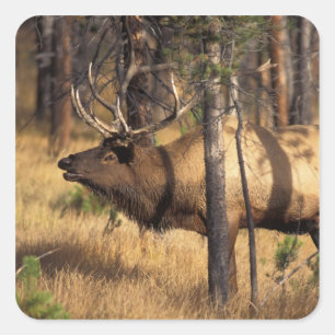 Sticker Carré wapiti, Cervus elaphus, bull bourdonne dans un brû