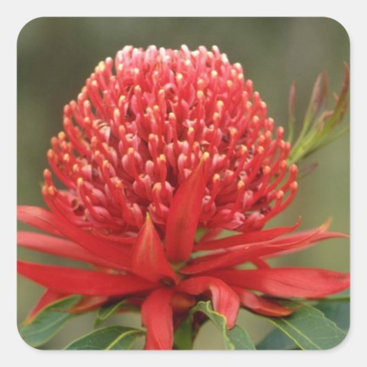 Sticker Carré Waratah en fleur, fleurs australiennes (Devant)