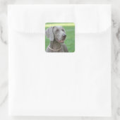 Sticker Carré Weimaraner (Sac)