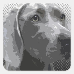 Sticker Carré Weimaraner