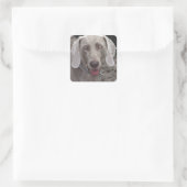 Sticker Carré Weimaraner (Sac)