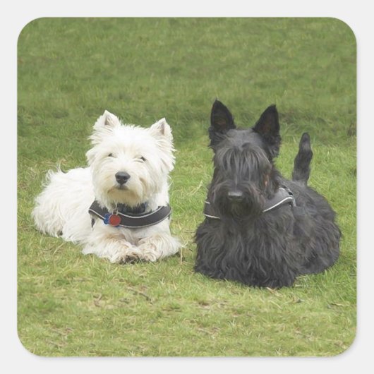 Sticker Carré Westie & Scottie Gazon Vert (Devant)
