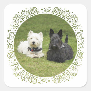 Sticker Carré Westie & Scottie Gazon Vert