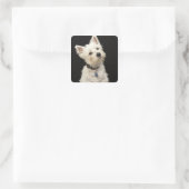 Sticker Carré Westie (West Highland terrier) avec col (Sac)