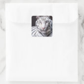 Sticker Carré White Bengal Tiger Photographe (Sac)