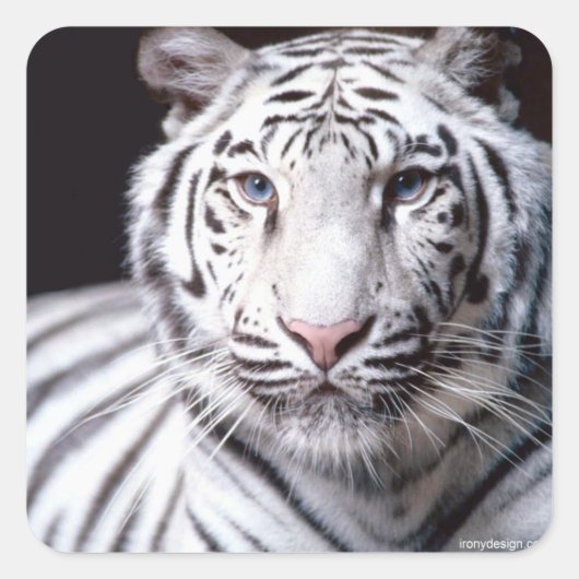 Sticker Carré White Bengal Tiger Photographe (Devant)