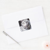 Sticker Carré White Bengal Tiger Photographe (Enveloppe)