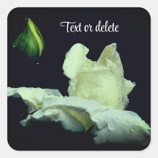 Sticker Carré White Rosebud After Rain Personalized (Devant)