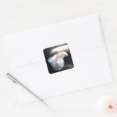 Sticker Carré White siamese Fighting Fish (Enveloppe)