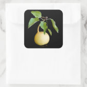 Sticker Carré Wild pear (Sac)