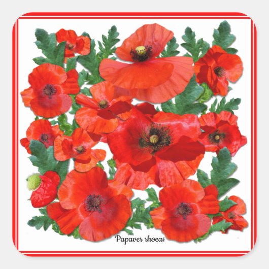 Sticker Carré Wild Red Poppies (Devant)