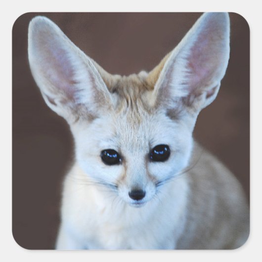 Sticker Carré Worlest Cutest Fennec Fox (Devant)
