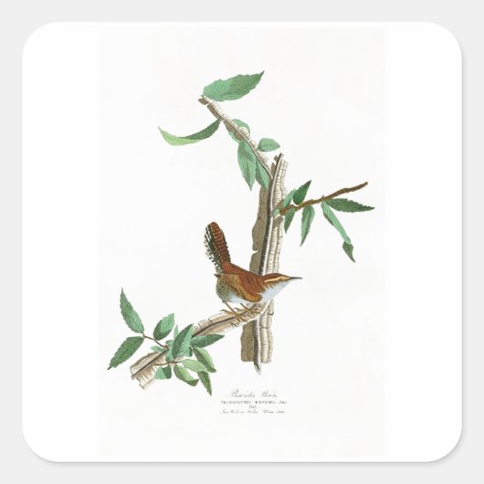 Sticker Carré Wren de Bewick John James Audubon Birds of America (Devant)