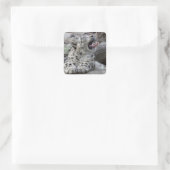 Sticker Carré Yawning Snow Leopard (Sac)
