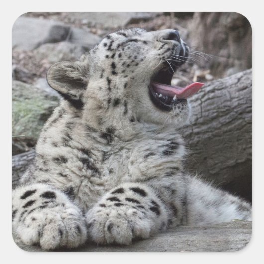 Sticker Carré Yawning Snow Leopard (Devant)