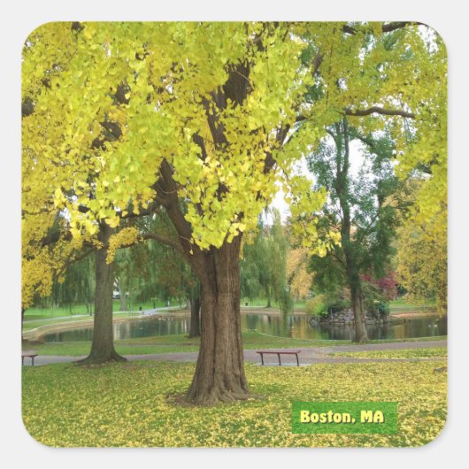 Sticker Carré Yellow Gingko (Devant)