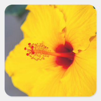 Sticker Carré Yellow Hibiscus Close up