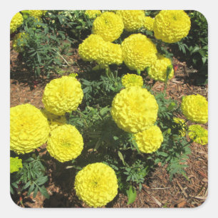 Sticker Carré Yellow Pompom Marigold Garden Plants