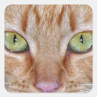 Sticker Carré Yeux de chat orange