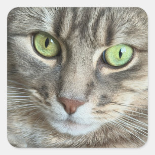 Sticker Carré Yeux d'émeraude – Portrait d'un chat aux yeux vert