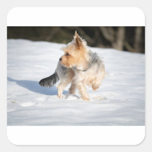 Sticker Carré yorkie dans la neige