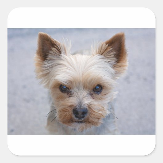 Sticker Carré yorkie désapprouvant (Devant)